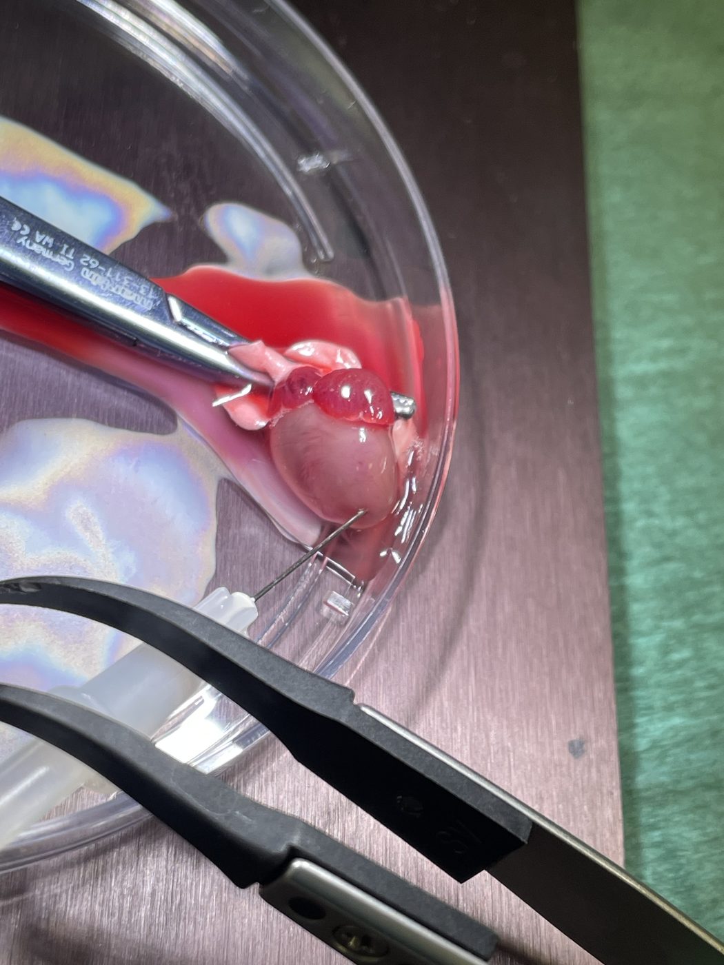 Mouse heart under the microscope during surgery